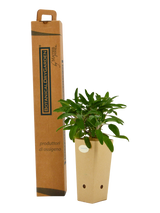 Pianta di Salvia officinalis in vaso di cartone 9x9x20 con scatola BotanicalDryGarden