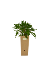 Pianta di Salvia officinalis in vaso di cartone 9x9x20