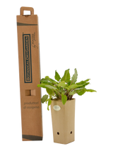 Pianta di Salvia transsylvanica 'Blue Spires' in vaso di cartone 9x9x20 con scatola BotanicalDryGarden