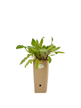 Pianta di Salvia transsylvanica 'Blue Spires' in vaso di cartone 9x9x20