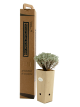 Pianta di Santolina chamaecyparissus in vaso di cartone 9x9x20 con scatola BotanicalDryGarden