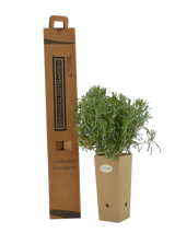 Pianta di Santolina neapolitana in vaso 9x9x20 con scatola BotanicalDryGarden