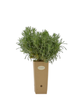 Pianta di Santolina neapolitana in vaso 9x9x20