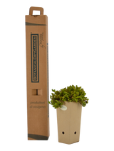 Pianta di Sedum sexangulare in vaso 9x9x20 con scatola BotanicalDryGarden
