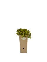 Pianta di Sedum sexangulare in vaso 9x9x20