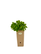 Pianta di Sedum spectabile in vaso di cartone 9x9x20