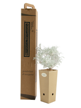 Pianta di Senecio cineraria in vaso di cartone 9x9x20 con scatola BotanicalDryGarden