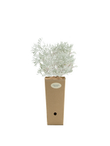 Pianta di Senecio cineraria Silver Dust in vaso di cartone 9x9x20