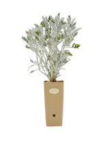Pianta di Senecio cineraria in vaso di cartone 9x9x20