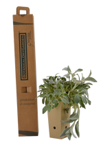 Pianta di Stachys byzantina in vaso 9x9x20 con scatola BotanicalDryGarden