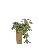 Pianta di Stachys byzantina in vaso 9x9x20