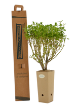 Pianta di Teucrium flavum subsp. Grandiflorum in vaso 9x9x20 con scatola BotanicalDryGarden