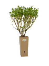 Pianta di Teucrium flavum subsp. Grandiflorum in vaso 9x9x20