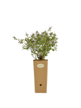 Pianta di Teucrium fruticans in vaso di cartone 9x9x20