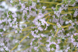 Dettaglio di una pianta di Thymus vulgaris