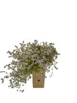 Pianta di Thymus vulgaris in vaso di cartone 9x9x20