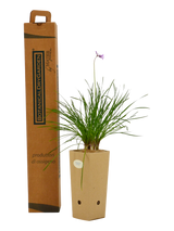 Pianta di Tulbaghia tipi 'Dark Star' in vaso di cartone 9x9x20 con scatola BotanicalDryGarden