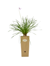 Pianta di Tulbaghia tipi 'Dark star' in vaso di cartone 9x9x20