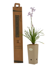 Pianta di Tulbaghia violacea 'Alba' in vaso di cartone 9x9x20 con scatola BotanicalDryGarden