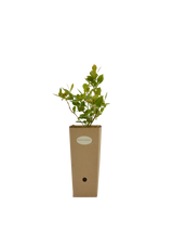 Pianta di Vaccinium corymbosum in vaso di cartone 9x9x20