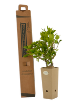 Pianta di Viburnum tinus 'Eve Price' in vaso di cartone 9x9x20 con scatola BotanicalDryGarden