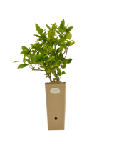 Pianta di Viburnum tinus 'Eve Price' in vaso di cartone 9x9x20