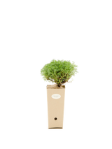 Pianta di Artemisia campionata a fiore giallo in vaso di cartone 9x9x20