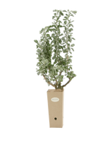Pianta di Atriplex nummularia in vaso di cartone 9x9x20