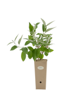 Pianta di Buddleja madagascariensis in vaso di cartone 9x9x20