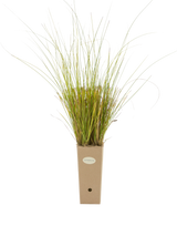 Pianta di Carex flagellifera 'Kiwi' in vaso di cartone 9x9x20