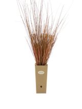 Pianta di Carex buchananii in vaso di cartone 9x9x20