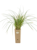Pianta di Carex paniculata in vaso di cartone 9x9x20