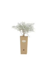 Pianta di Centaurea cineraria in vaso di cartone 9x9x20