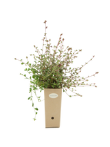 Pianta di Ceratostigma griffithii in vaso di cartone 9x9x20