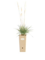 Pianta di Koeleria glauca in vaso di cartone 9x9x20