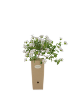 Pianta di Lantana sellowiana 'Alba' (fiore bianco) in vaso di cartone 9x9x20