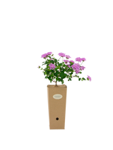 Pianta di Lantana sellowiana 'Rosa' (fiore rosa) in vaso di cartone 9x9x20