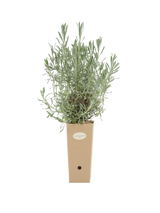 Pianta di Lavandula angustifolia 'Vera' in vaso di cartone 9x9x20