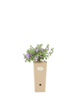 Pianta di Leucophyllum langmaniae in vaso di cartone 9x9x20