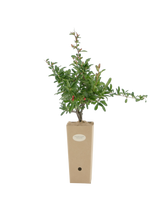 Pianta di Pyracantha coccinea 'Ventoux Red' in vaso di cartone 9x9x20