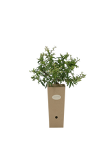 Pianta di Pyracantha 'Navaho' in vaso di cartone 9x9x20