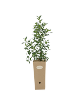 Pianta di Rhamnus alaternus in vaso di cartone 9x9x20