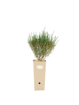 Pianta di Salicornia fruticosa in vaso di cartone 9x9x20