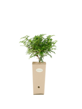 Pianta di Zanthoxylum piperitum in vaso di cartone 9x9x20