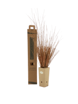Pianta di Carex buchananii in vaso di cartone 9x9x20 con scatola BotanicalDryGarden