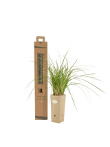 Pianta di Carex paniculata in vaso di cartone 9x9x20 con scatola BotanicalDryGarden