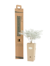 Pianta di Centaurea cineraria in vaso di cartone 9x9x20 con scatola BotanicalDryGarden