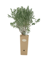 Pianta di Dorycnium hirsutum in vaso di cartone 9x9x20