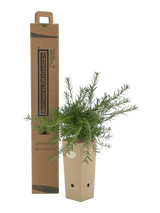 Pianta di Grevillea juniperina in vaso di cartone 9x9x20 con scatola BotanicalDryGarden