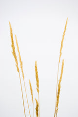 Dettaglio di una pianta di Koeleria glauca